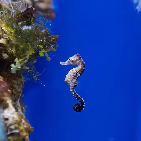 Teobas Diving Center