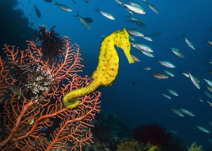 Teobas Diving Center *