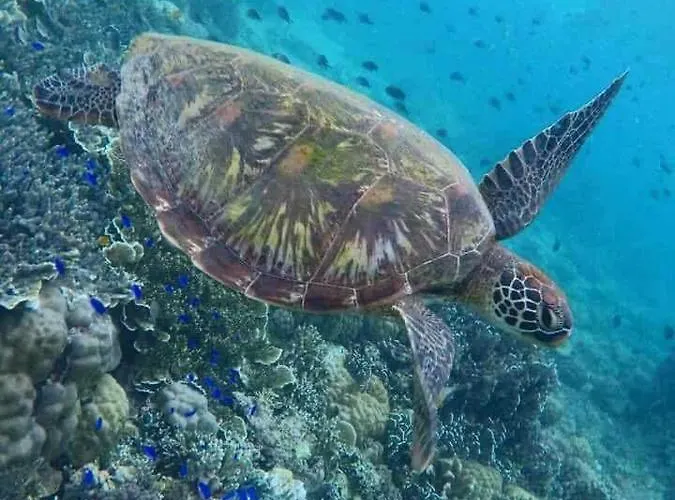 Gasthof Teobas Diving Center