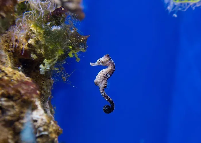 Teobas Diving Center *